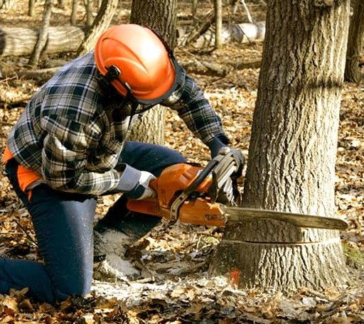 Tree Removal in Mark, IL